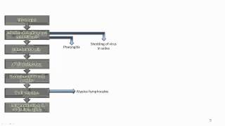 EBV Acute infection [upl. by Aimet]