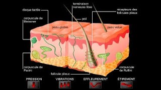 Physiologie des récepteurs sensoriels [upl. by Llennoc198]