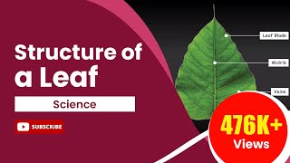 Structure of a Leaf  Science Tutorial [upl. by Neelat]