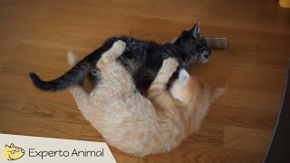 Divertidos gatos peleando como locos  funny cats fighting [upl. by Eiahpets]