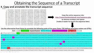 Retrieving Gene amp Promoter Sequences [upl. by Rimisac]