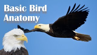 Basic Bird Anatomy [upl. by Gibson]