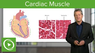 Cardiac Muscle Function amp Main Parts – Histology  Lecturio [upl. by Eelta]