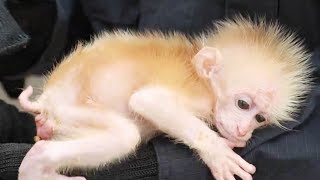 Baby northern pigtailed macaque rescued in SW China [upl. by Livvy]