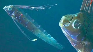 GIANT OARFISH REAL SEA SERPENTS [upl. by Marsiella]