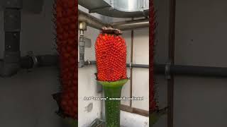 Do you like Amorphophallus penisplant amorphophallus [upl. by Greyson]