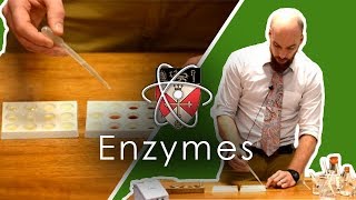 Enzymes  GCSE Science Required Practical [upl. by Aniv439]