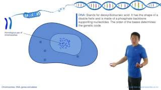 Chromosomes DNA Genes and Alleles [upl. by Am745]