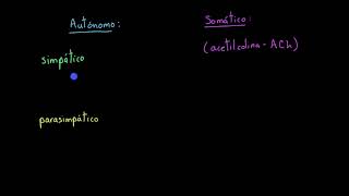 Sistema nervioso autónomo vs somático  Khan Academy en Español [upl. by Tressia]