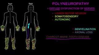 Polyneuropathy [upl. by Mcadams]