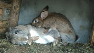 Mating rabbits super funny [upl. by Aznecniv]