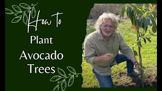 How to Plant Avocado Trees [upl. by Ahcropal841]