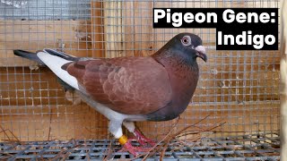 Pigeon Gene Indigo [upl. by Zarger254]