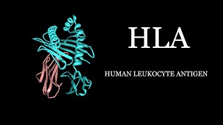 HLA  Human Leukocyte Antigen Simplified [upl. by Dickens]