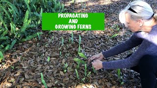 How to grow ferns in your Garden [upl. by Anneis]