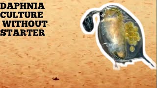 HOW TO CULTURE DAPHNIA NATURALLY WITHOUT A STARTER [upl. by Eimarej]