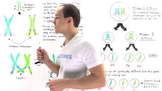 Chromosome 21  How accidental inheritance can lead to Downs syndrome [upl. by Isak]