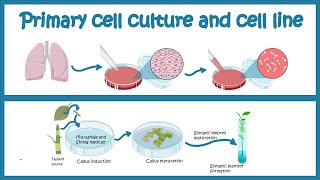 Primary Cell culture and cell line  Cell culture basics [upl. by Ashlee]