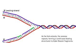 DNA Replication The Process Simplified [upl. by Siurad]