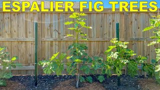 How To Espalier Fig Trees  Complete Guide From Start To Finish [upl. by Georgy]