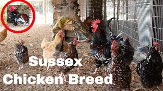 Chicken Breed Analysis Sussex [upl. by Cence748]