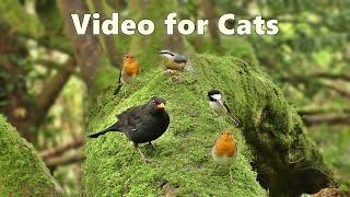 Videos for Cats to Watch  Birds Being Awesome  Watch at Home with Your Cat on TV  Catflix [upl. by Bonn]