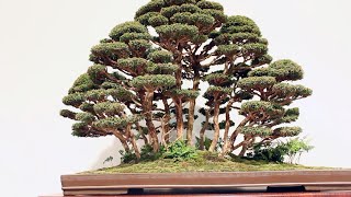 Forest Bonsai inspiration [upl. by Abramson616]