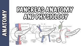 How the pancreas works [upl. by Nodnelg576]