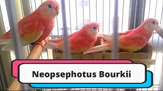 Bourke Parakeet are wonderful parrot [upl. by Lasley]