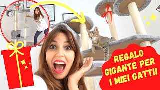 REGALO GIGANTE PER I MIEI GATTI super sorpresa [upl. by Angelique]