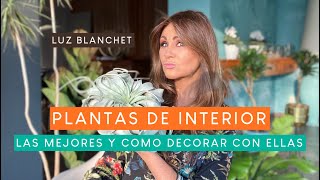 25 MEJORES PLANTAS DE INTERIOR PARA DECORAR TU CASA  LUZ BLANCHET [upl. by Ioved]