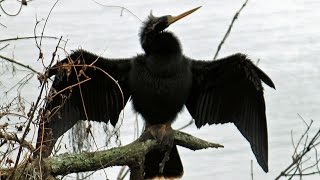 Anhinga SnakeBird Calls FYV [upl. by Yardley]