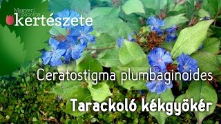 Ceratostigma plumbaginoides  Tarackoló kékgyökér [upl. by Abdel]