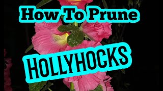 How to prune hollyhocks [upl. by Kenway]