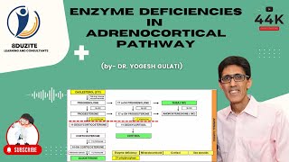 Enzyme Deficiencies In Adrenocortical Pathway CONGENITAL ADRENAL HYPERPLASIA [upl. by Atews191]