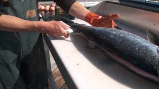 How to fillet a salmon [upl. by Moht]