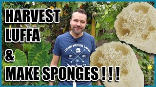 Harvest Luffa loofah and Make Sponges [upl. by Ecirtnom]