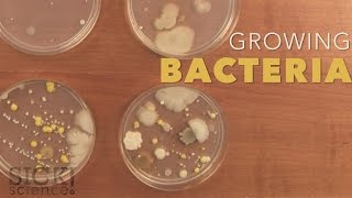 Growing Bacteria  Sick Science 210 [upl. by Onder]