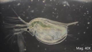 Daphnia magna under the Microscope [upl. by Heathcote]