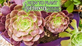 Planting Aeoniums How To Do It amp The Best Mix to Use  Joy Us Garden [upl. by Plate]