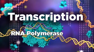 Transcription Key Enzymes and Proteins [upl. by Alletnahs]