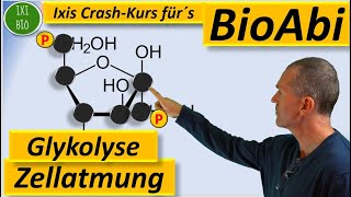 Glykolyse detailliert NEU  Zellatmung vertiefend  Vorbereitung auf das Biologie Abitur [upl. by Aicnorev]