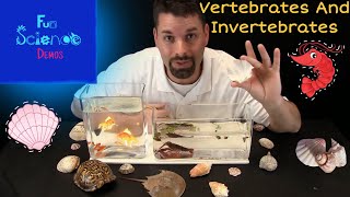 Vertebrates and Invertebrates [upl. by Malanie]