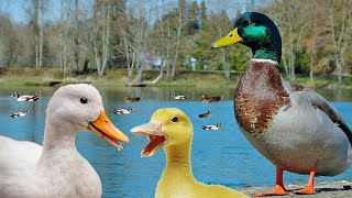 Som de Pato  Patinhos na Lagoa  Duck Sound [upl. by Enyt785]