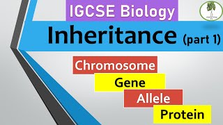 inheritance part 1 Chromosomes genes alleles IGCSE biology [upl. by Pandolfi666]