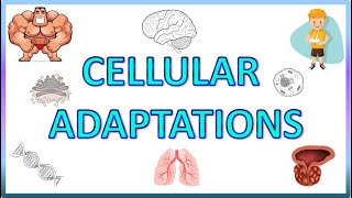 Cell Adaptations  Pathology  Hypertrophy Hyperplasia Atrophy amp Metaplasia [upl. by Aicilihp]