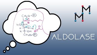 Aldolase Mechanism [upl. by Rabi]