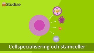 Cellspecialisering och stamceller Biologi  wwwbinogise [upl. by Atiuqet]