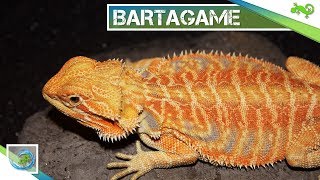 🦎 BARTAGAME  Alle wichtigen Informationen in 100 Sekunden [upl. by Hairas]