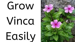 How to Grow VincaPeriwinkle from Cuttings [upl. by Garrity]